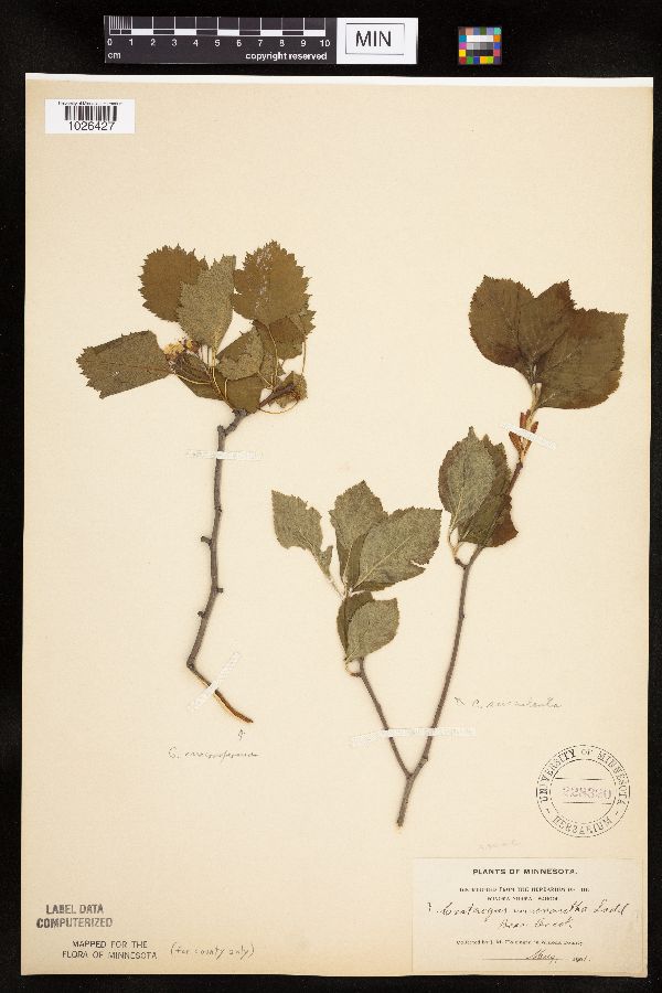 Crataegus succulenta image