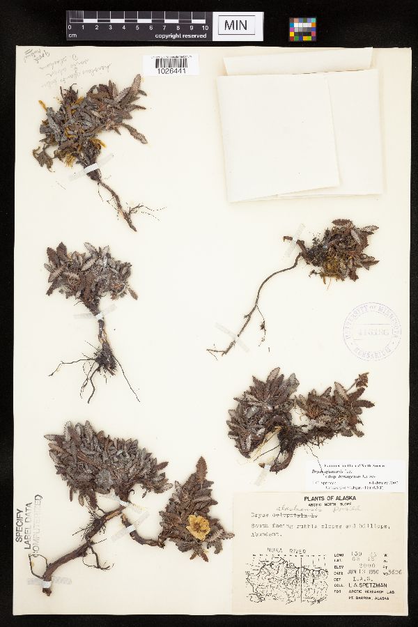 Dryas ajanensis subsp. beringensis image