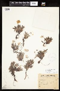 Dryas ajanensis image