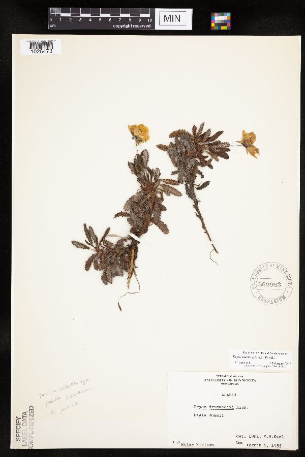 Dryas alaskensis image