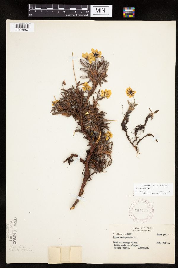 Dryas incisa image