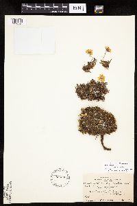 Dryas integrifolia subsp. integrifolia image