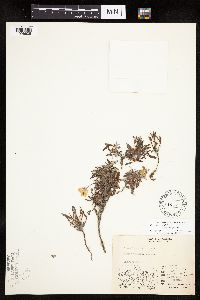 Dryas integrifolia image