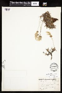 Dryas integrifolia image