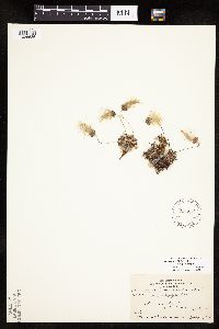 Dryas integrifolia subsp. integrifolia image