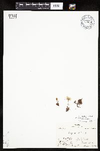Dryas integrifolia subsp. integrifolia image