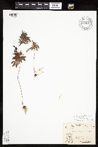 Dryas integrifolia subsp. integrifolia image