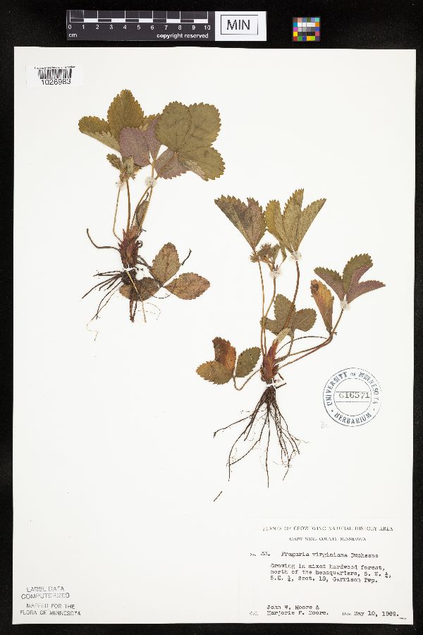 Fragaria virginiana image