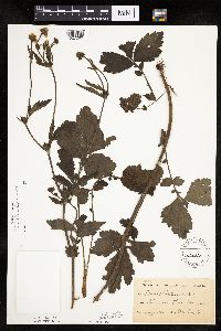 Geum aleppicum image