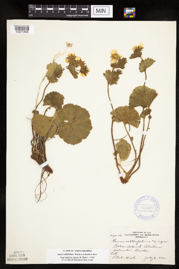 Geum calthifolium image