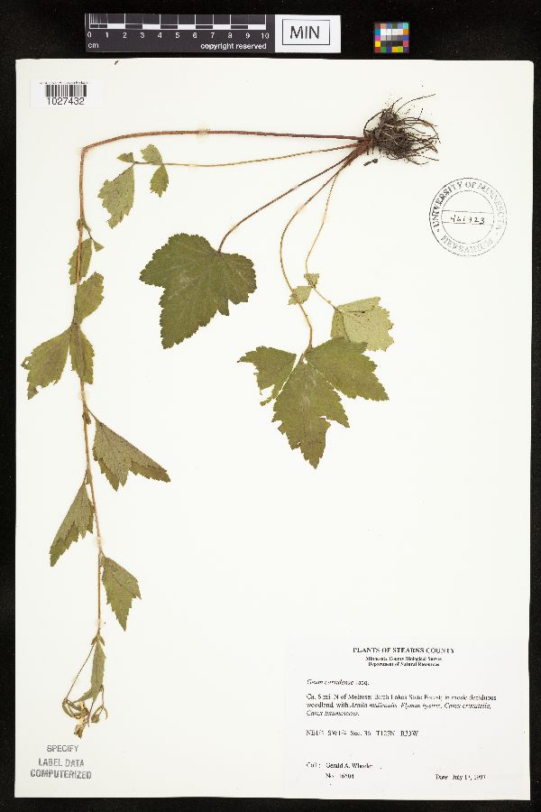 Geum canadense image