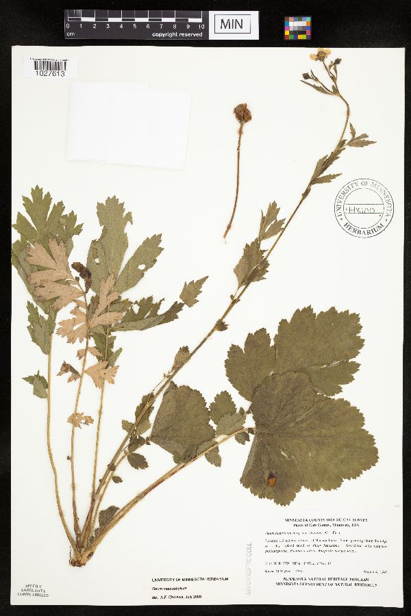 Geum image