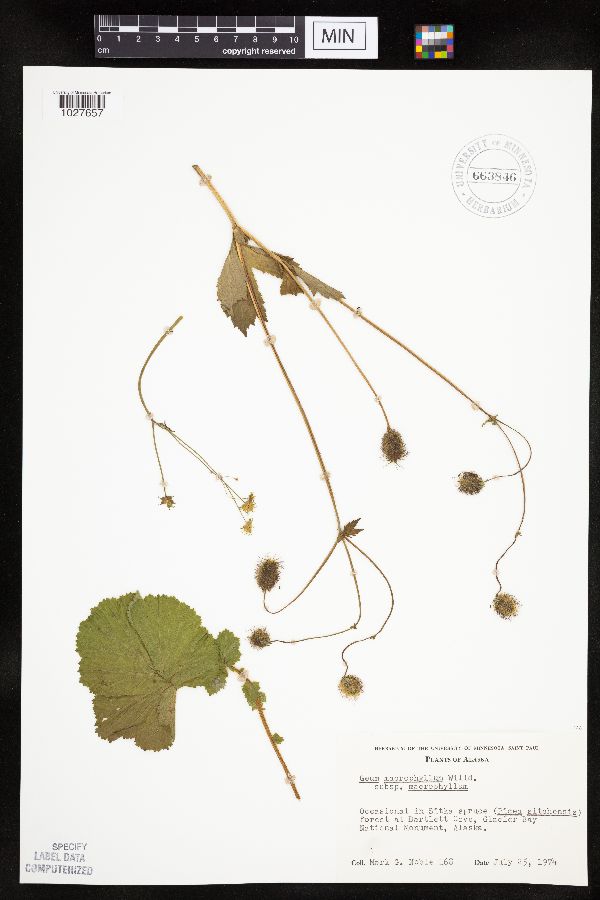 Geum macrophyllum var. macrophyllum image