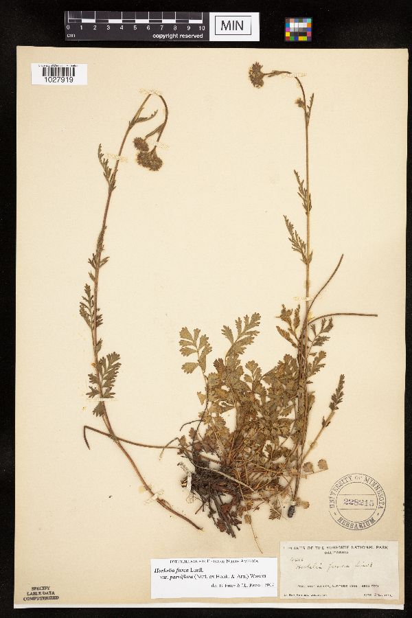 Horkelia fusca subsp. parviflora image