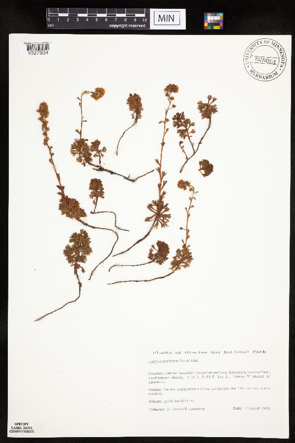 Luetkea pectinata image