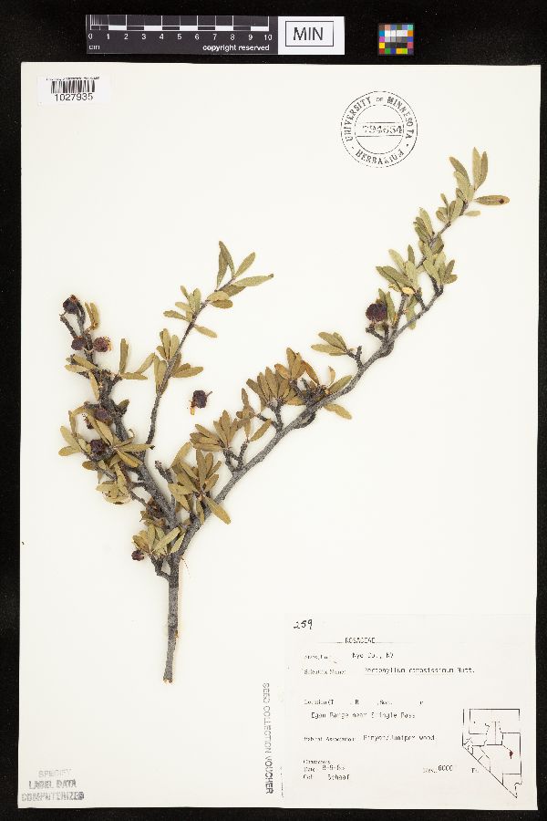 Peraphyllum ramosissimum image