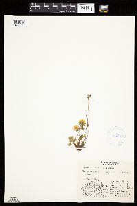 Potentilla hyparctica subsp. elatior image