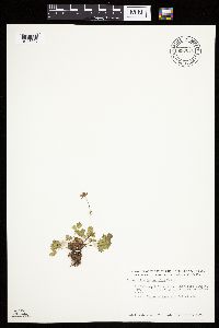 Potentilla hyparctica image