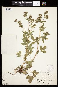 Potentilla norvegica image