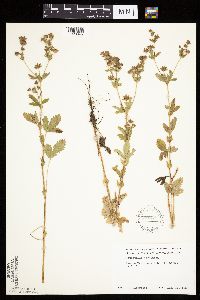 Potentilla norvegica image