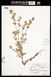 Potentilla norvegica image