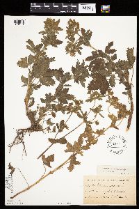 Potentilla norvegica image