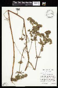 Potentilla norvegica image