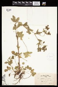 Potentilla norvegica image