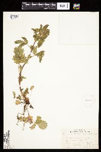 Potentilla norvegica image