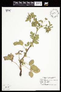 Potentilla norvegica image