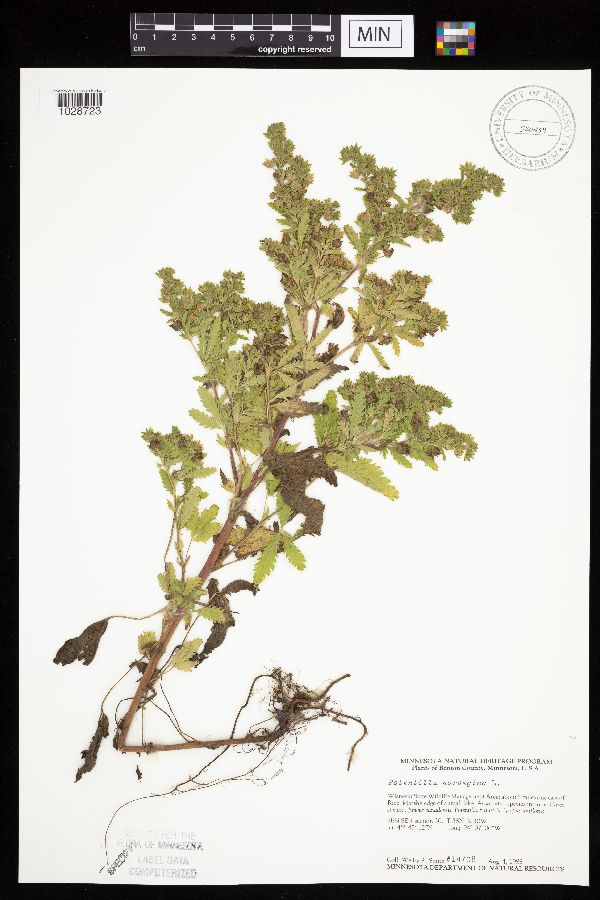 Potentilla norvegica image