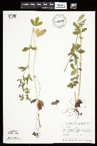 Potentilla norvegica image