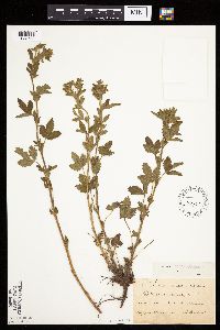 Potentilla norvegica image