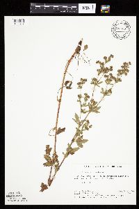 Potentilla norvegica image