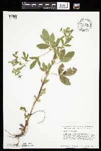 Potentilla norvegica image