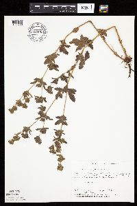 Potentilla norvegica image