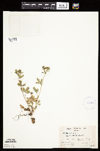 Potentilla norvegica image