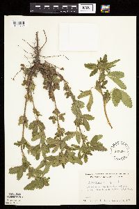 Potentilla norvegica image