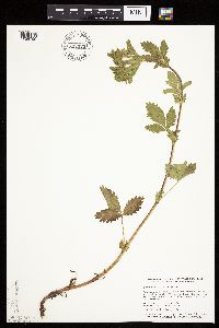 Potentilla norvegica image