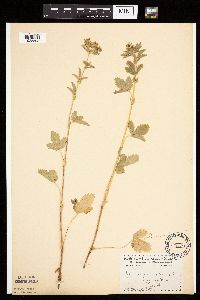 Potentilla norvegica image