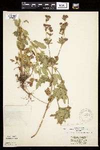 Potentilla norvegica image