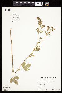 Potentilla norvegica image