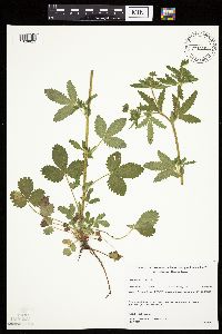 Potentilla norvegica image