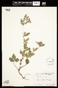 Potentilla norvegica image