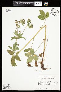 Potentilla norvegica image