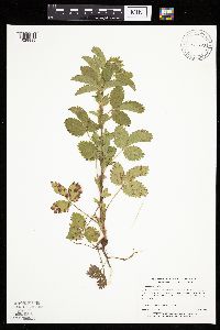 Potentilla norvegica image