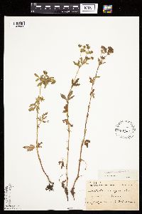 Potentilla norvegica image