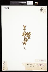 Potentilla norvegica image