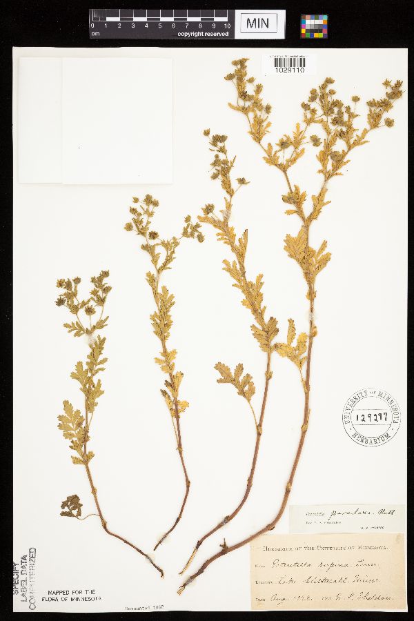 Potentilla supina subsp. paradoxa image