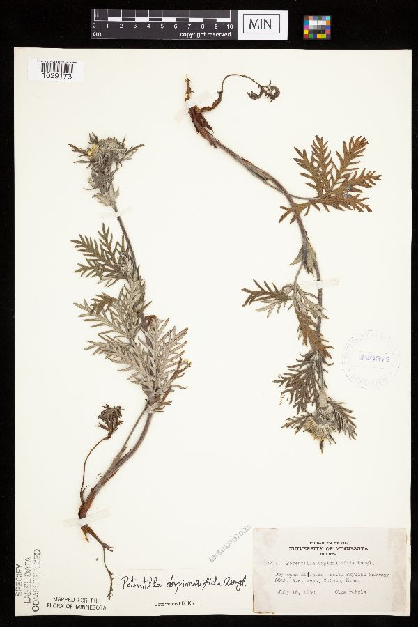 Potentilla bipinnatifida image